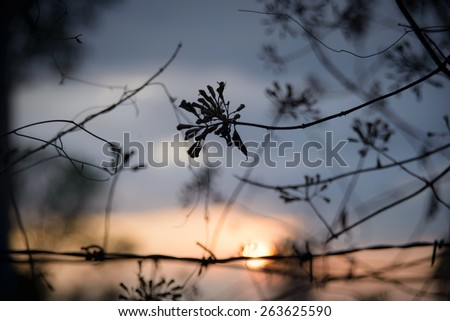 The Silhouette nature art background