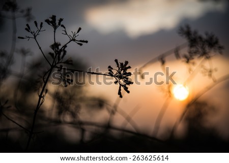 The Silhouette nature art background