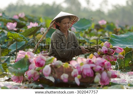 Farmers are collecting lotus in garden. lifestyle is thai people in local,Thailand