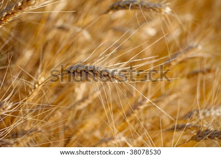 Rye before harvest close up photography. Warm summer light.