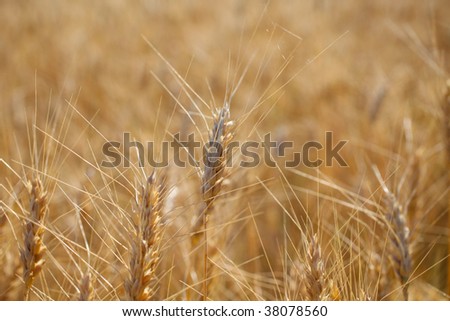 Rye before harvest close up photography.
