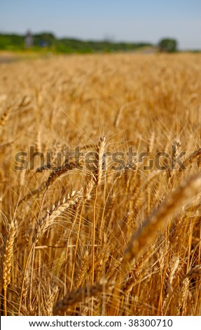 Field of rye before harvest vertical landscape.