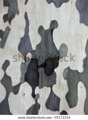 Surface of sycamore tree as texture background or backdrop.