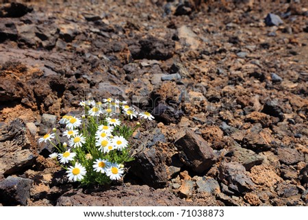 Lonely flower in arid climate of stone volcanic desert, El Teide, Tenerife.