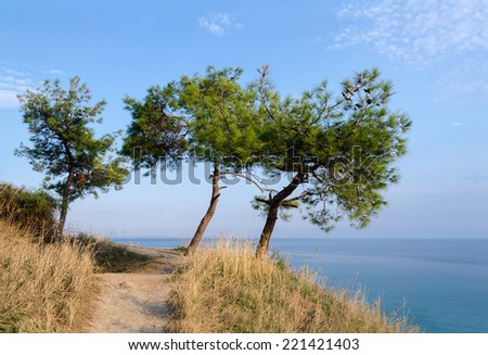 Three pine trees on a hill on a background of the Aegean Sea, Greece