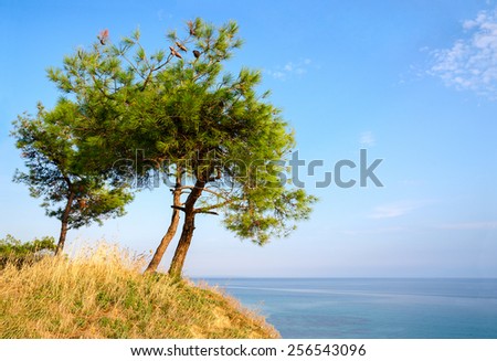 Three pine trees on a hill on background of blue sky and sea in Greece