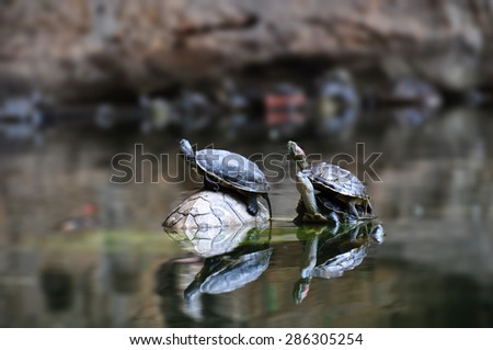 Turtle and shadow in the water