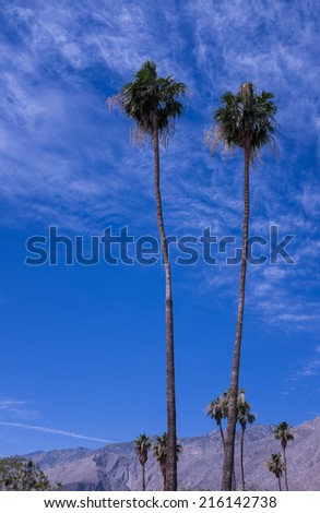 Two palms trees among the tallest in Palm Springs against a great desert sky and the San Jacinto mountains in the background.