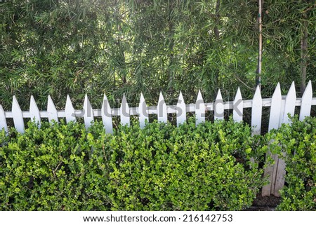 White picket fence is nearly covered with shrubs along the walkway in a suburban neighbor hood. Lush green vegetation in front and behind the fence