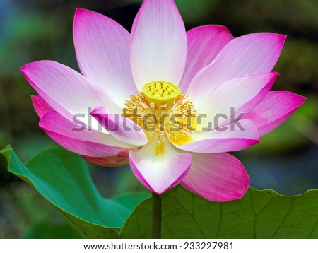 blossom of lotus