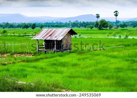landscape of rice field in cloudy day