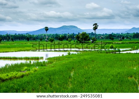 landscape of rice field in cloudy day