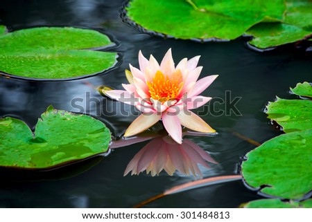 old rose water lily in nature