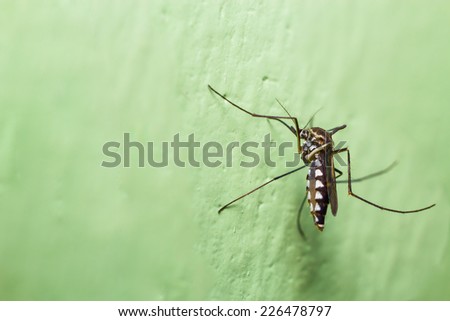mosquito sitting on green wall indoor. Extreme close-up.