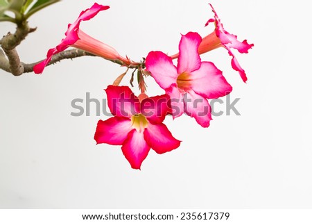 pink desert Rose blooming isolated on white background