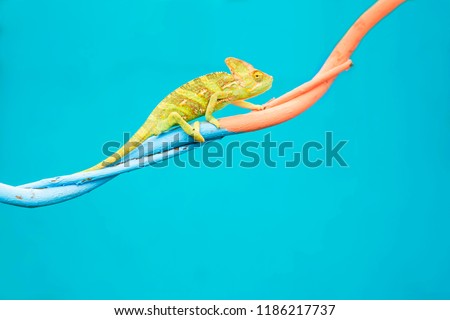Abstract animal background, Agamidae animal wildlife, The cute chameleon is change two color on the tree.