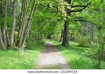 Forest Path   /  Beautiful sun-filled path in the deep forest
