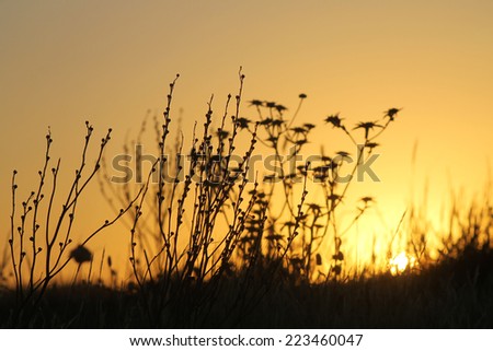 photography, sunset, backlight, plants, dry field