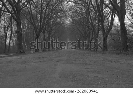 road with big trees black and white