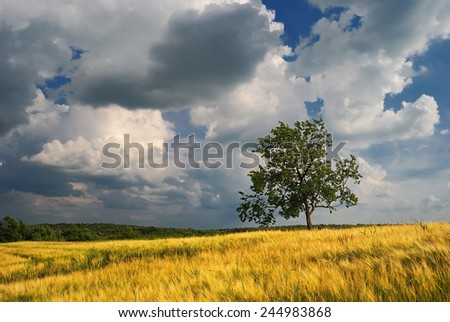 Single tree with clouds and wheat field / Lone tree