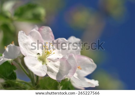 Apple tree flower / Beautiful spring blossoming apple tree