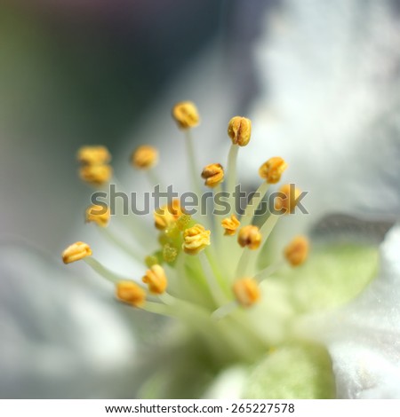 Macro shot of an apple tree flower / Beautiful spring blossoming apple tree