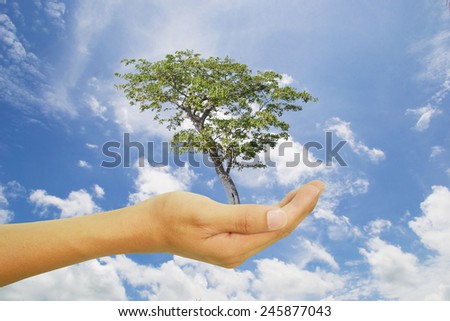 tree in hand with blue sky.