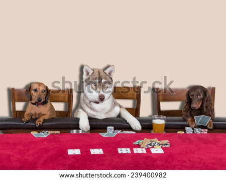 Three Dogs Playing Poker