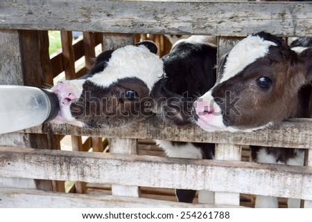 Milk feeding of a calf.