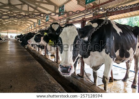 NAKHON RATCHASIMA ,THAILAND - December 6, 2014: Cows on farm. Interior of the cow farm