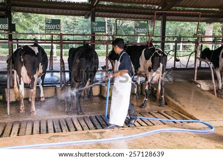NAKHON RATCHASIMA ,THAILAND - December 6, 2014: Farmer working to clean cows