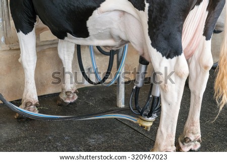 Dairy cow. cow in a farm
