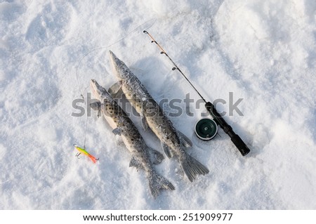 pike on the ice near a fishing rod