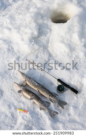 pike on the ice near a fishing rod