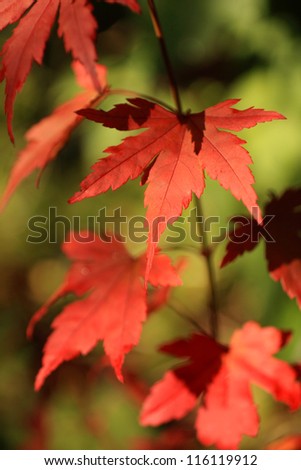 Beautiful, red japanese maple tree leaves, close up