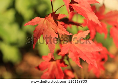 Beautiful, red japanese maple tree leaves, close up