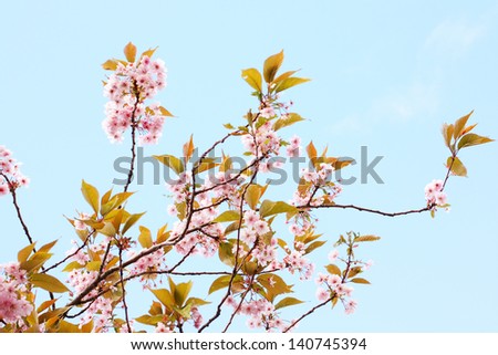 Pink Japanese cherry tree blossom against blue sky