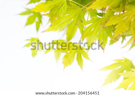 Bright green Japanese maple leaves background