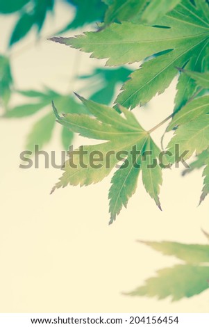 Green leaves of Japanese maple tree, background, vintage style,