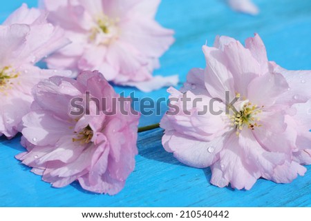 Pink Japanese cherry flowers on retro blue wooden background