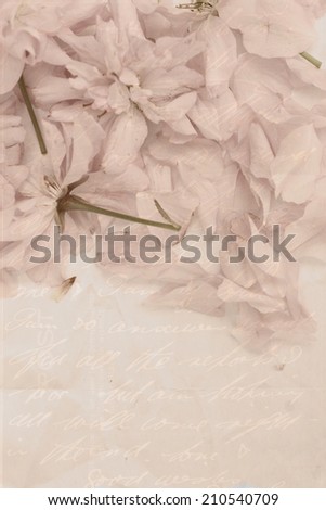 Vintage, Japanese cherry blossom, delicate background with handwriting
