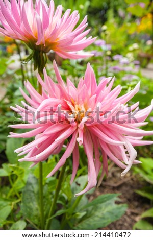 Beautiful pink dahlia blossom in the garden