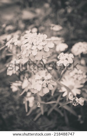Beautiful summer flowers in sepia, retro style