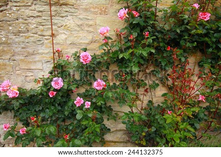Pink climbing roses on the wall