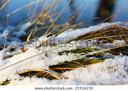 Winter grass close up