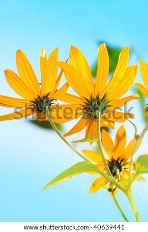 Wild yellow flowers close up, low point of view