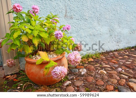 Hortensia in the flower pot outside the house