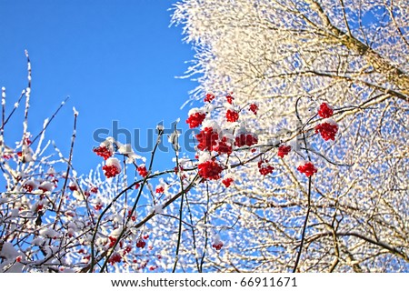 Winter, trees and berries against blue sky