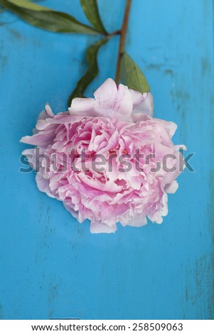 Pink peony on blue wooden background