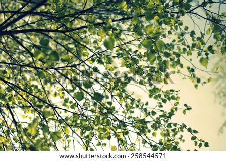 Spring birch tree branch in retro style